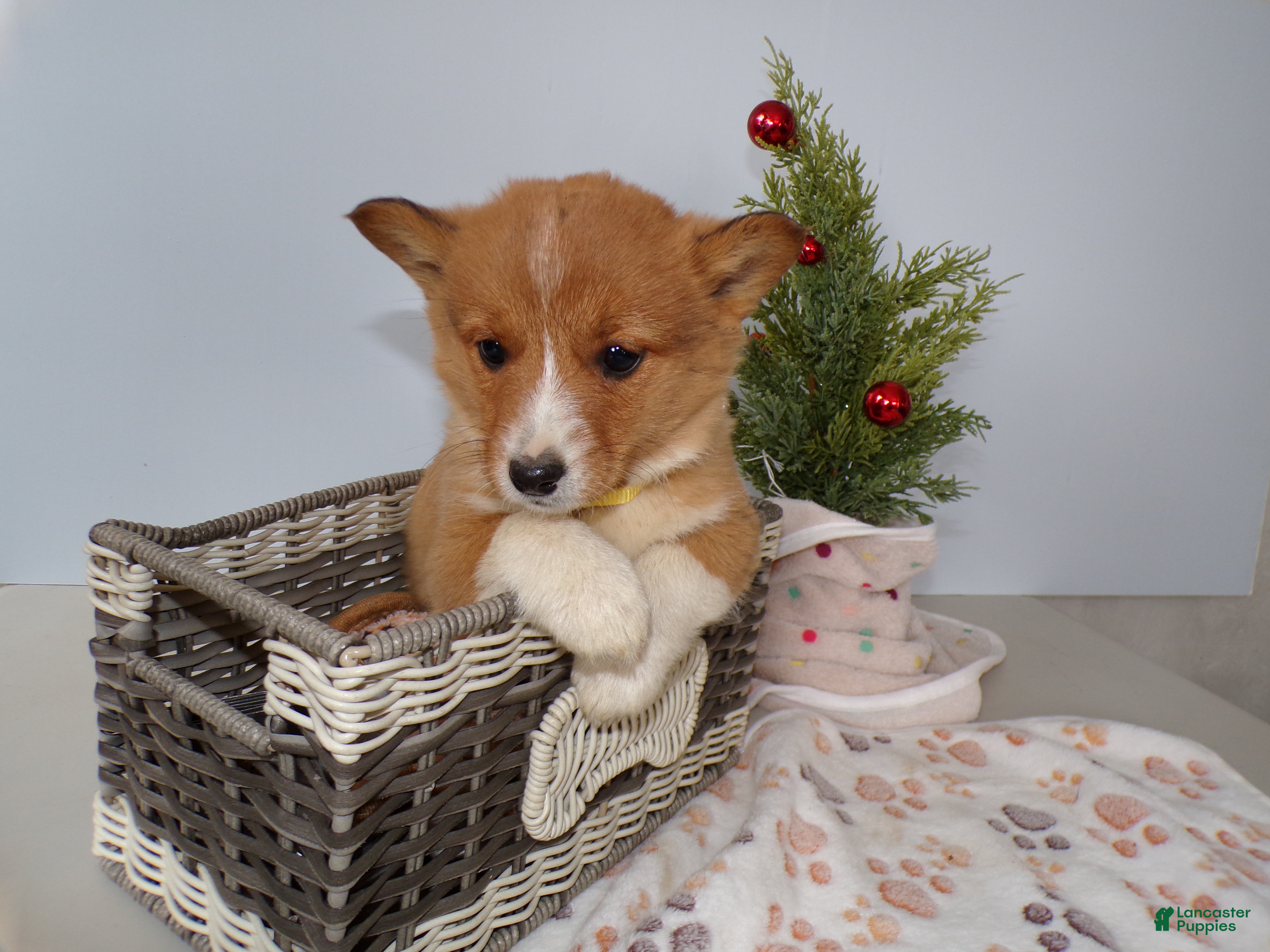 Welsh Corgi Pembroke dogs Welsh Corgi Pembroke Puppy 1 Sunshine - Ad 3