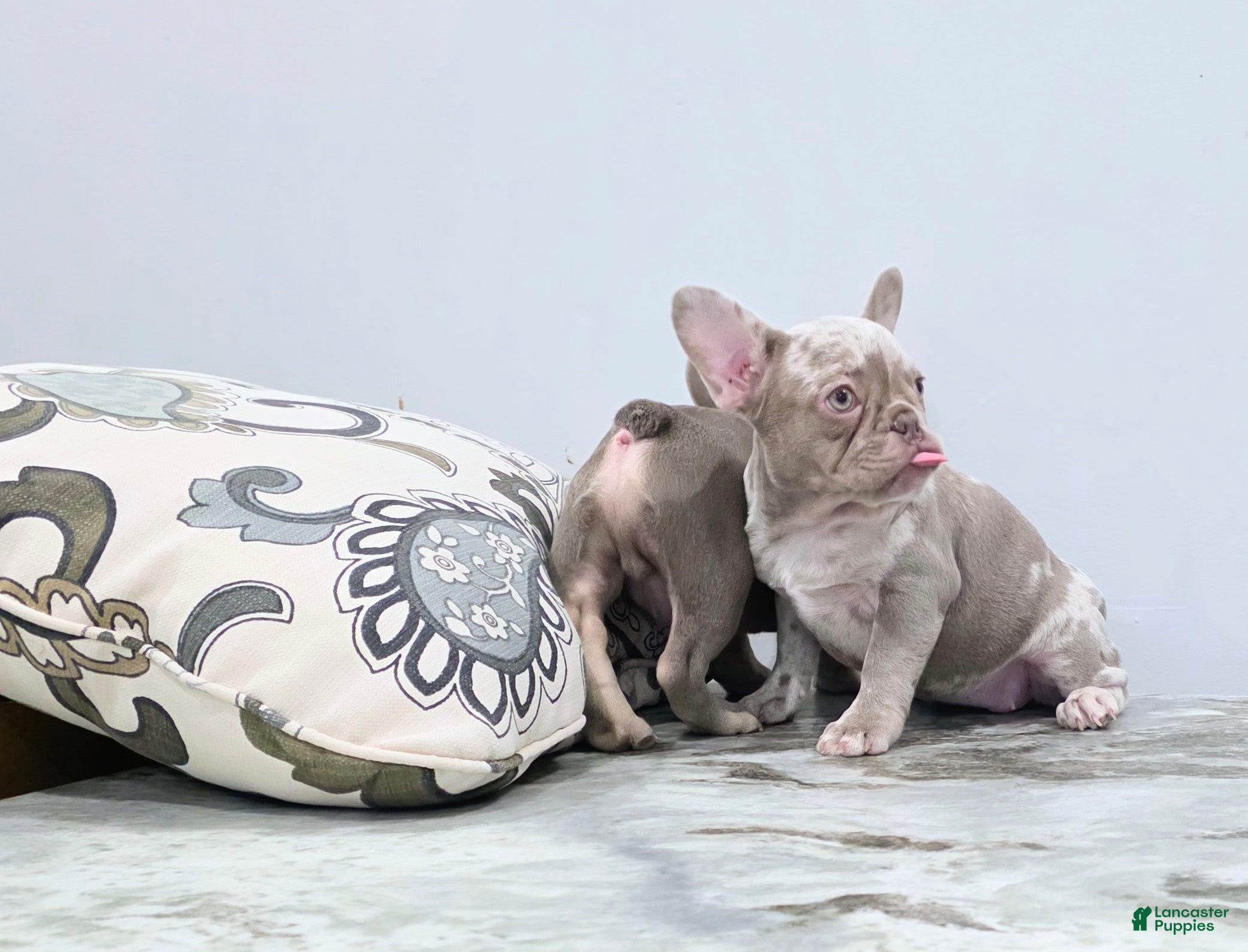 French Bulldog dogs Sandi - Ad 2