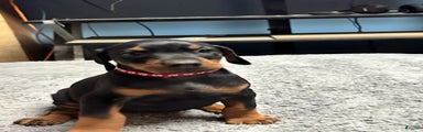 Doberman Pinscher Puppy 7