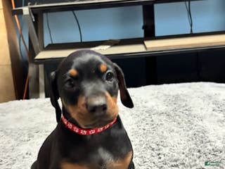 Doberman Pinscher dogs Doberman Pinscher Puppy 7 - Ad 2