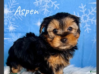 Yorkshire Terrier dogs Aspen - Ad 1