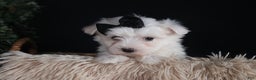 Maltese dogs for sale: ARCHIE - Ad 5