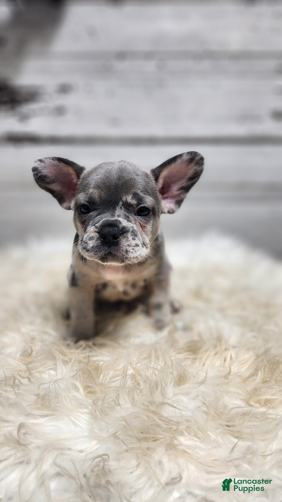 French Bulldog dogs Arlo - Ad 2