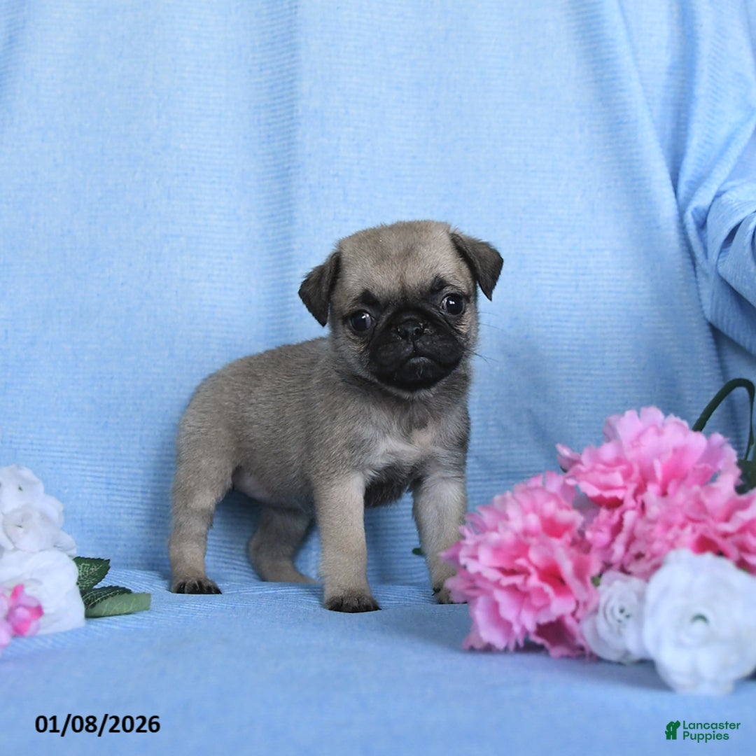 Pug dogs for sale: Tulip - Ad 3