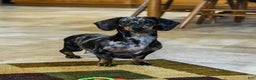 Dachshund dogs for sale: Tucker - Ad 6