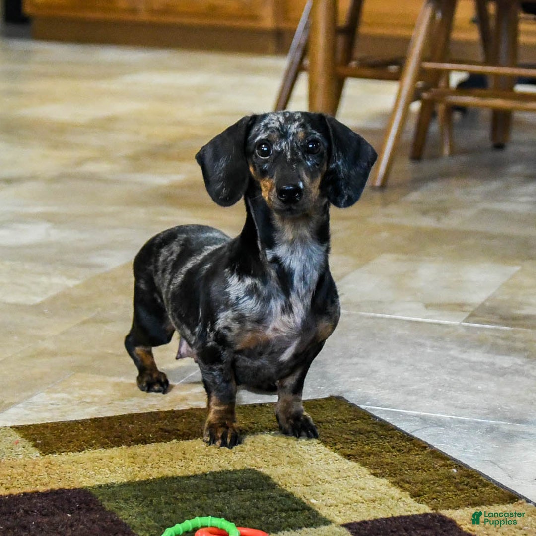 Dachshund dogs for sale: Tucker - Ad 6