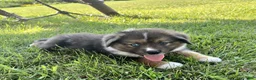 Miniature Australian Shepherd dogs for sale: Faye Miniature Australian Shepherd  - Ad 7