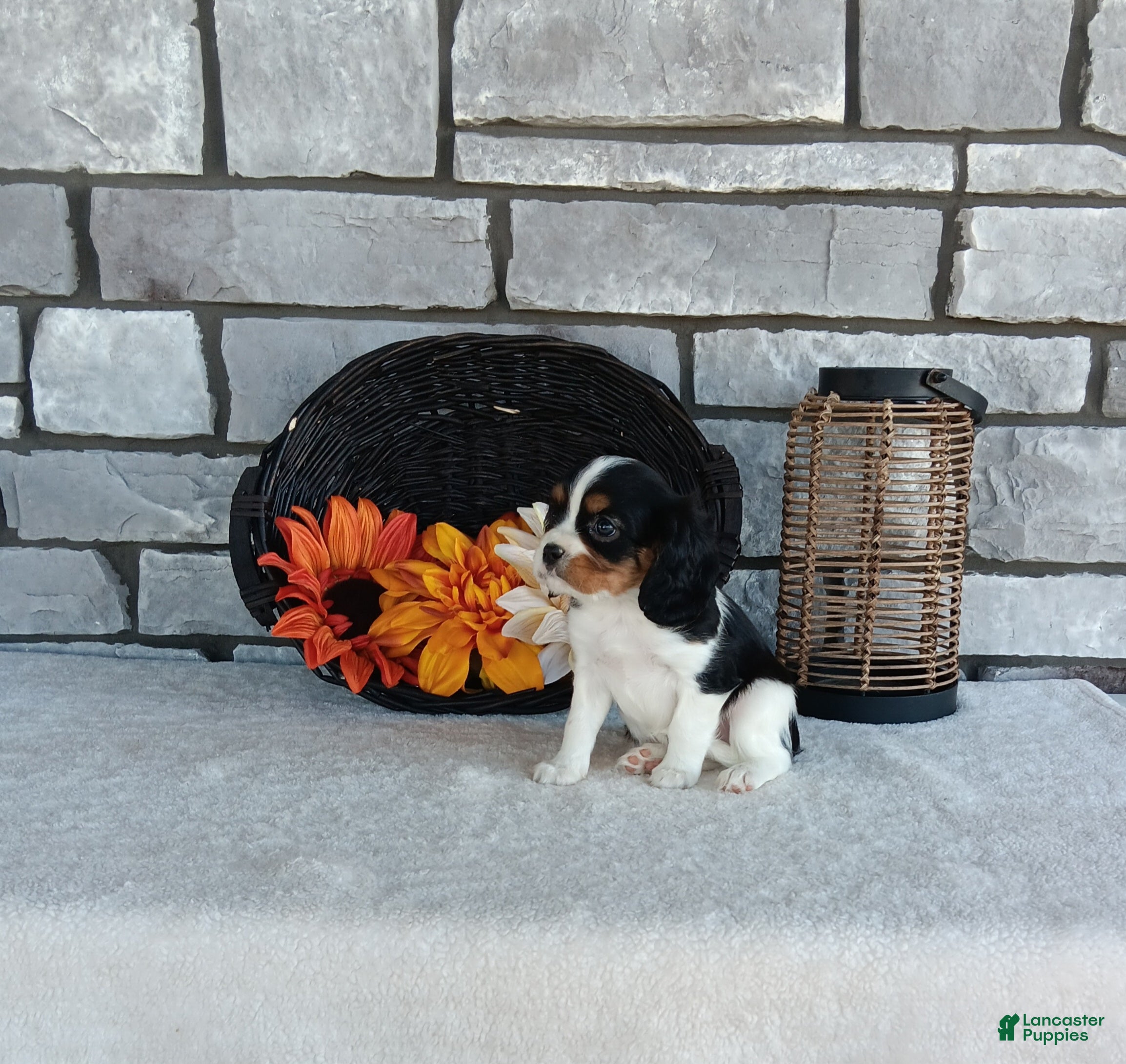 Cavalier King Charles Spaniel dogs for sale: Charlie - Ad 1