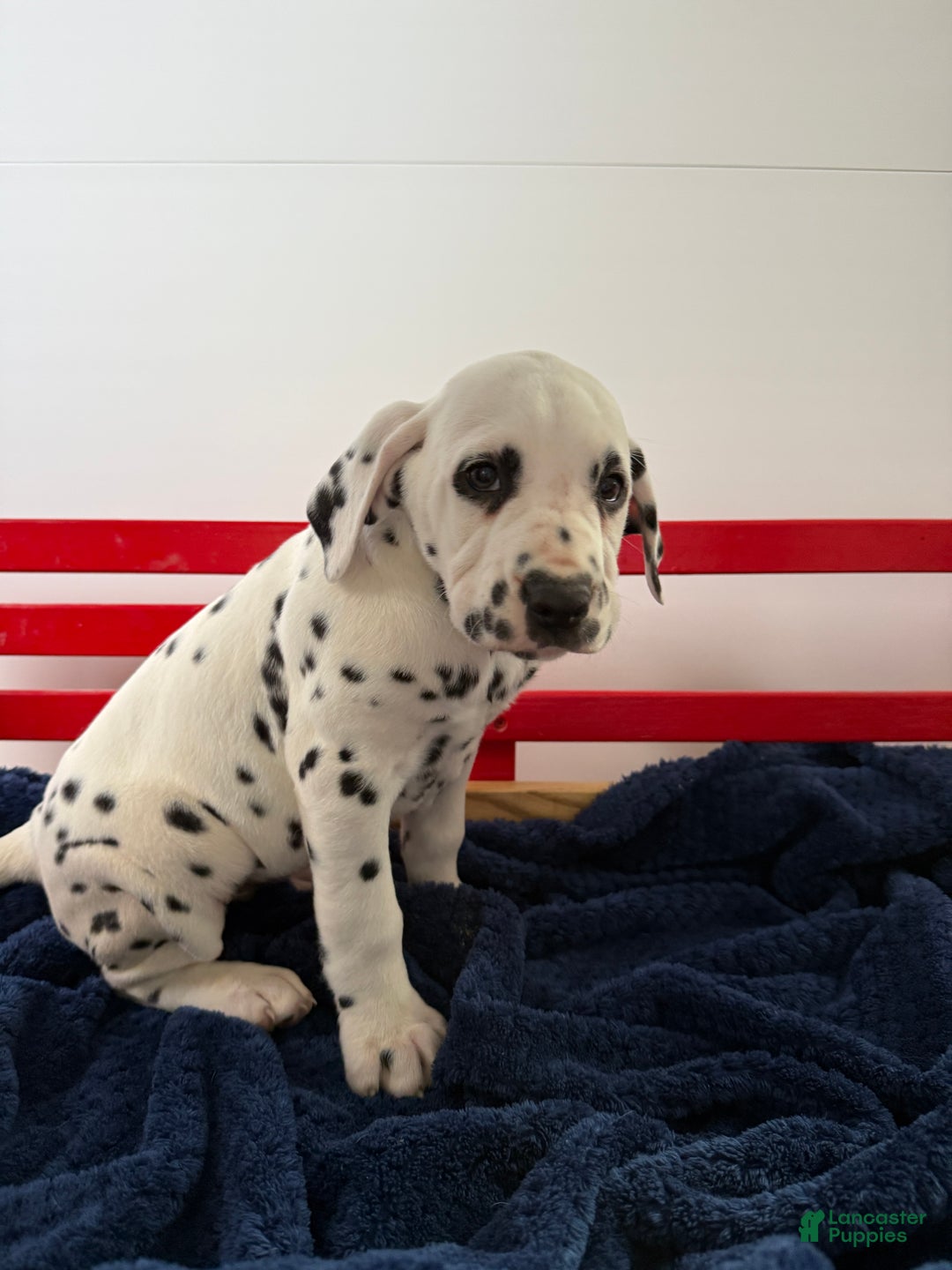 Dalmatian dogs for sale: Trinity - Ad 16