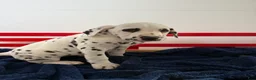 Dalmatian dogs for sale: Trinity - Ad 16