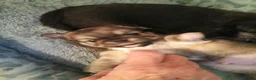 Chihuahua dogs for sale: Chihuahua 2 - Ad 2