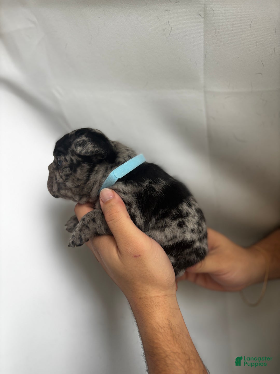 French Bulldog dogs for sale: Lighting - Ad 7