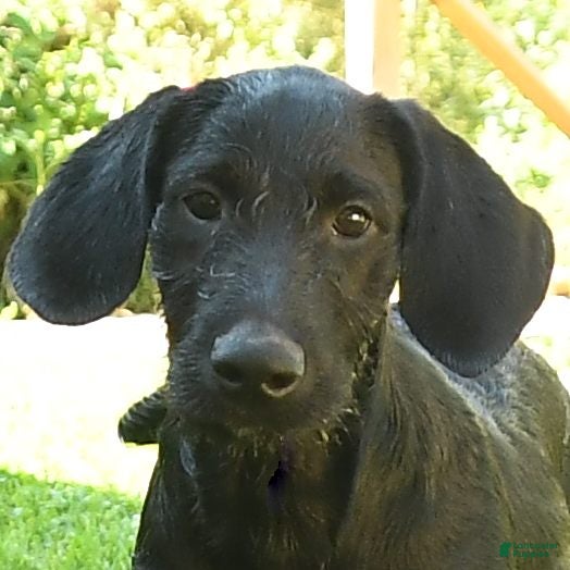 Labradoodle dogs Dasher - Ad 2