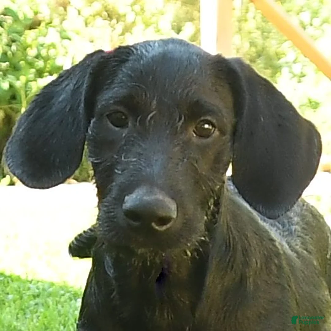 Labradoodle dogs for sale: Dasher - Ad 2