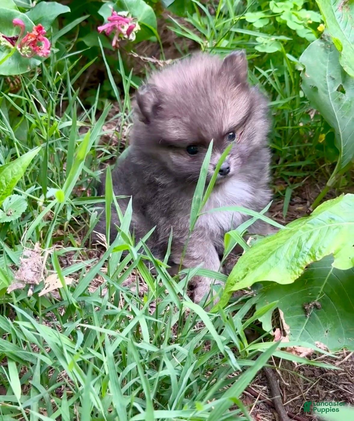 Pomeranian dogs Tiny Blue Sable boy 6wks - Ad 1