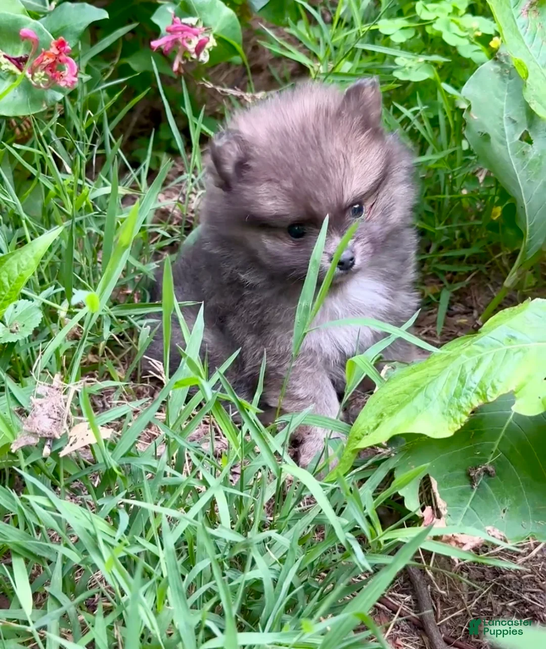 Pomeranian dogs for sale: Tiny Blue Sable boy 6wks - Ad 1