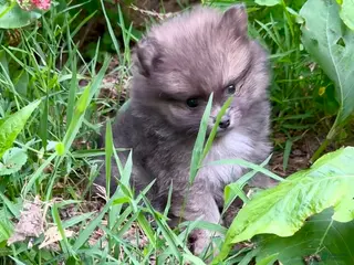 Pomeranian dogs for sale: Tiny Blue Sable boy 6wks - Ad 2
