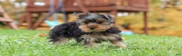 Yorkshire Terrier dogs for sale: Jasper - Ad 1