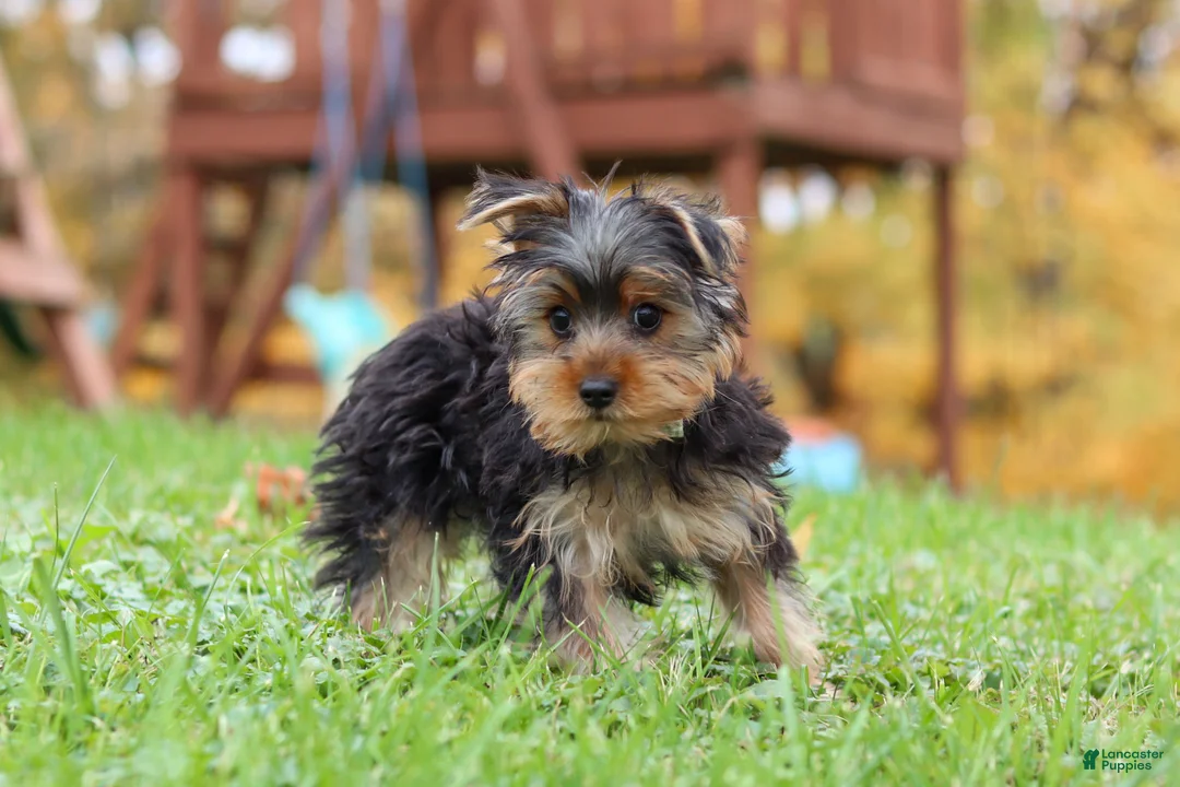 Yorkshire Terrier dogs for sale: Jasper - Ad 1