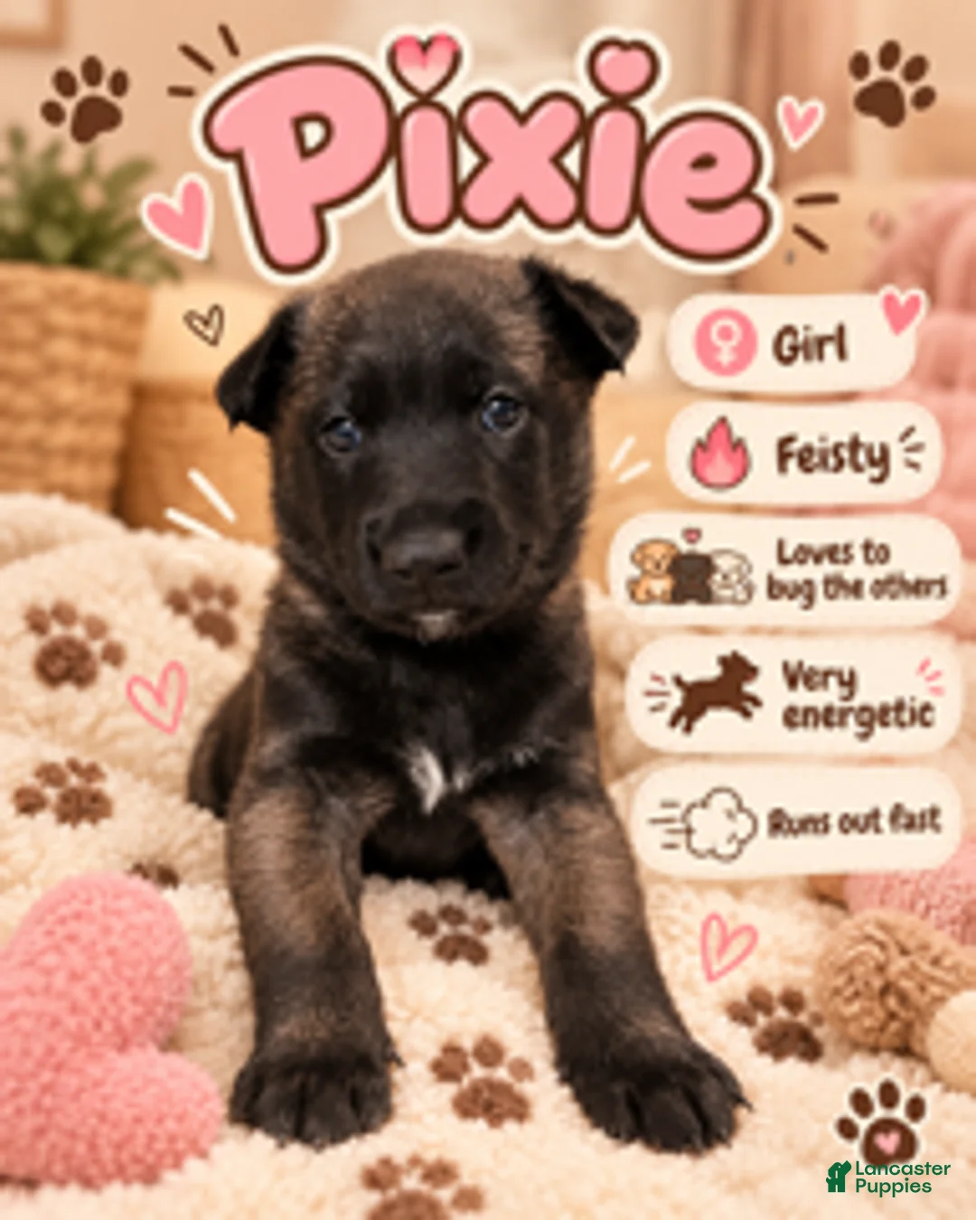 Belgian Malinois dogs for sale: Pixie - Ad 1