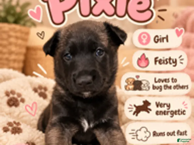 Belgian Malinois dogs for sale: Pixie - Ad 19