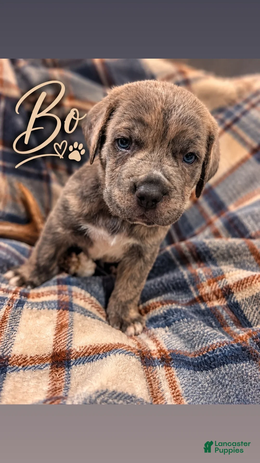 Cane Corso dogs for sale: Bo - Ad 1
