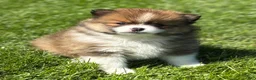 Pomeranian dogs for sale: Moppet - Ad 9