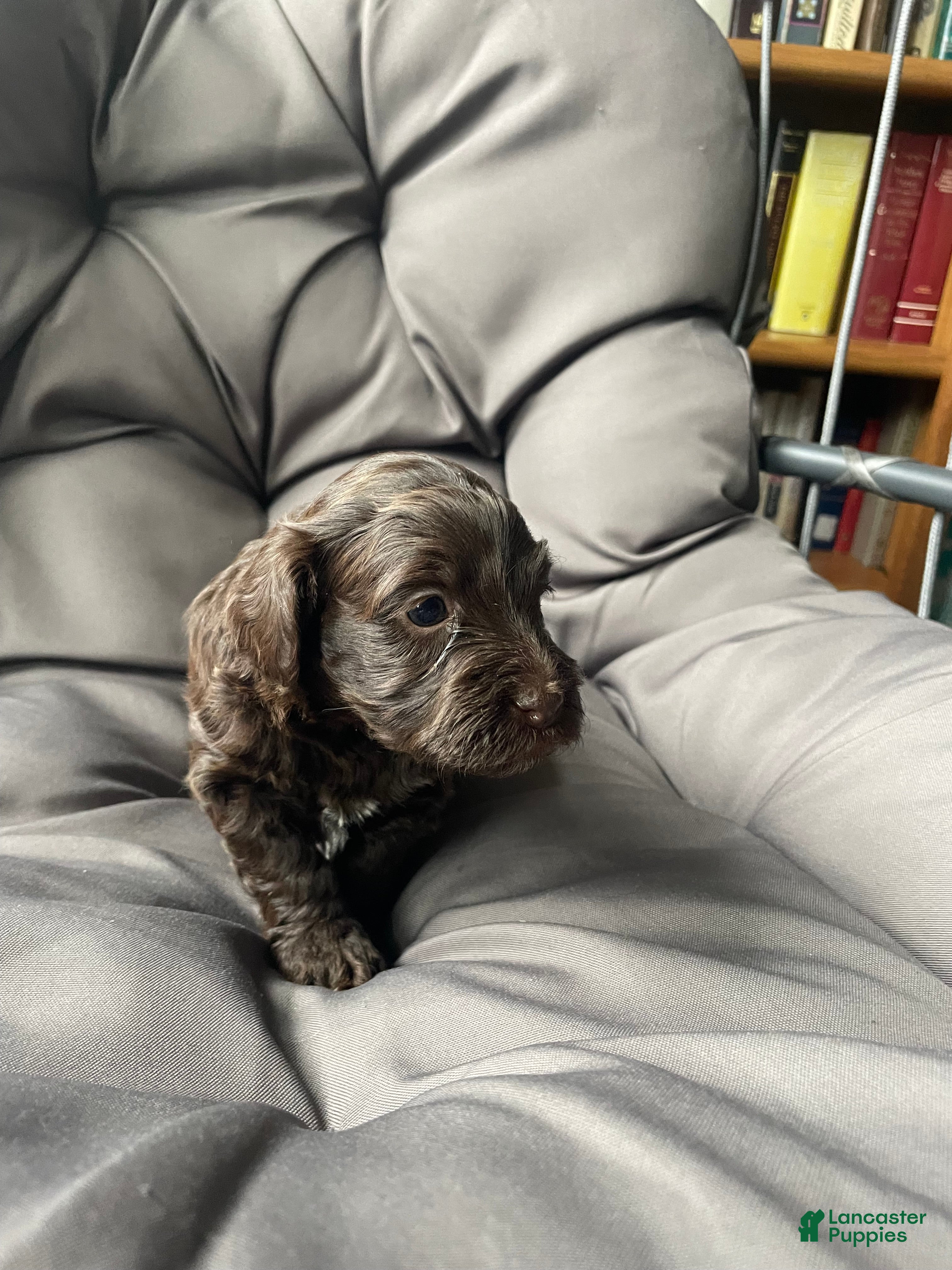 Labradoodle dogs Oakley - Ad 1