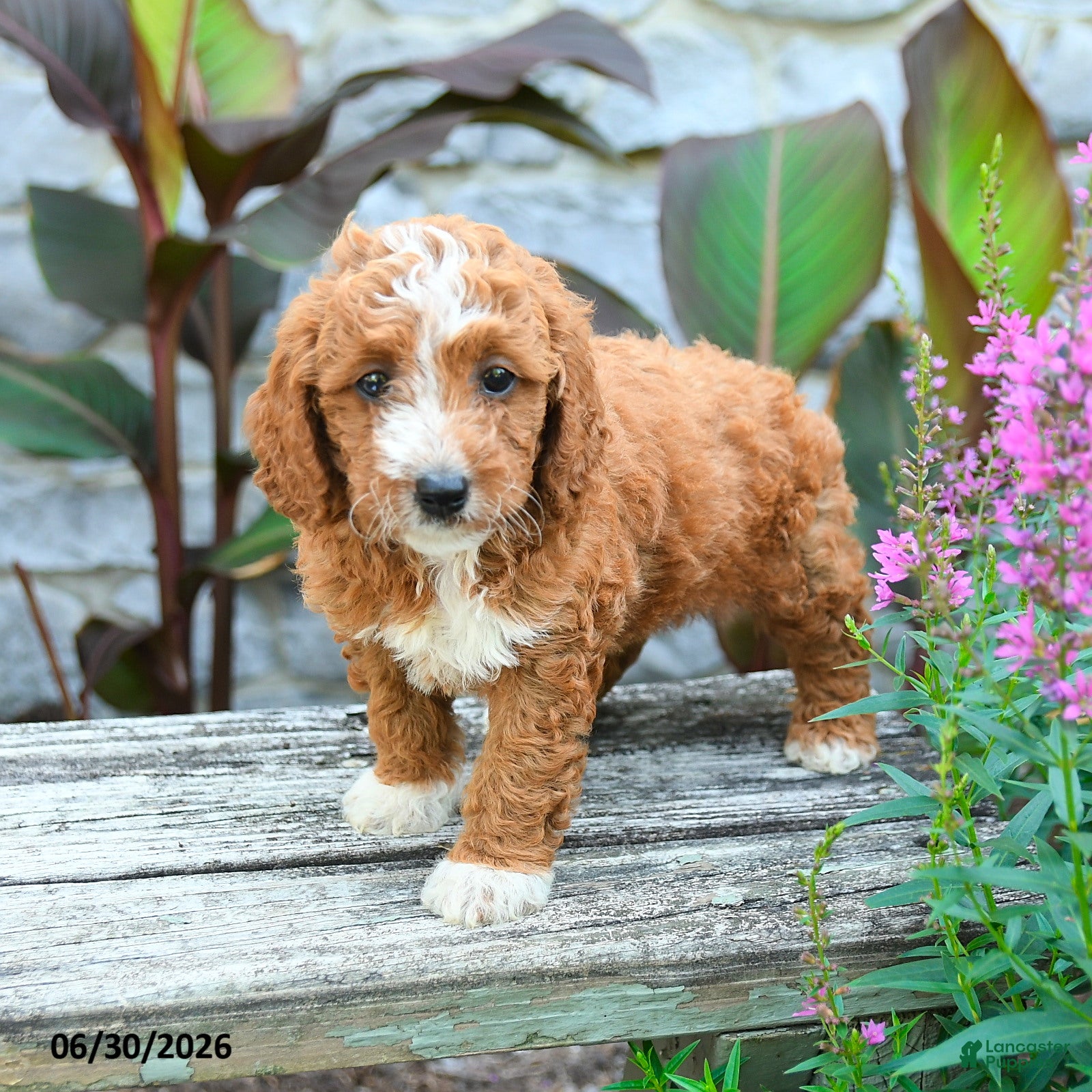 Mini Goldendoodle dogs Laurie - Ad 2
