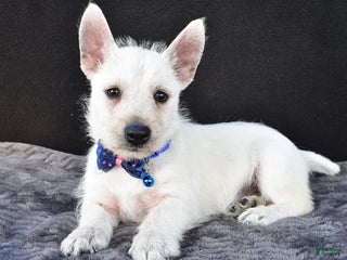 West Highland Terrier dogs - Ad 3