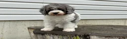 Miniature Poodle dogs for sale: Denzel Miniature Poodle  - Ad 3