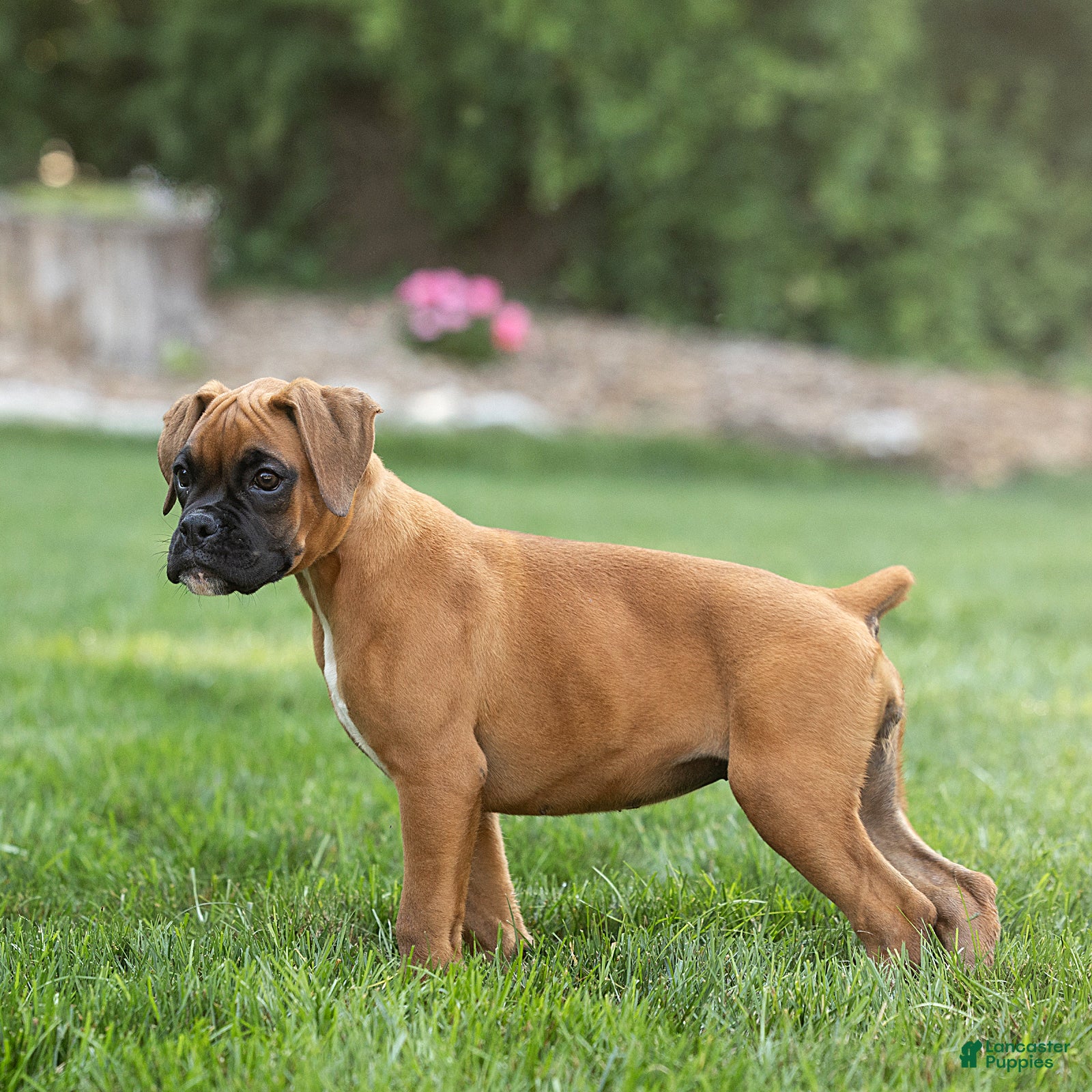Boxer dogs Ninja Boxer  - Ad 2