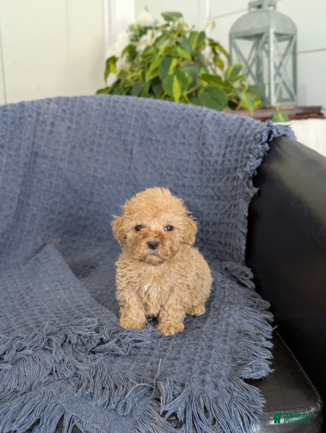 Cockapoo dogs for sale: Tiny Angelina  - Ad 3