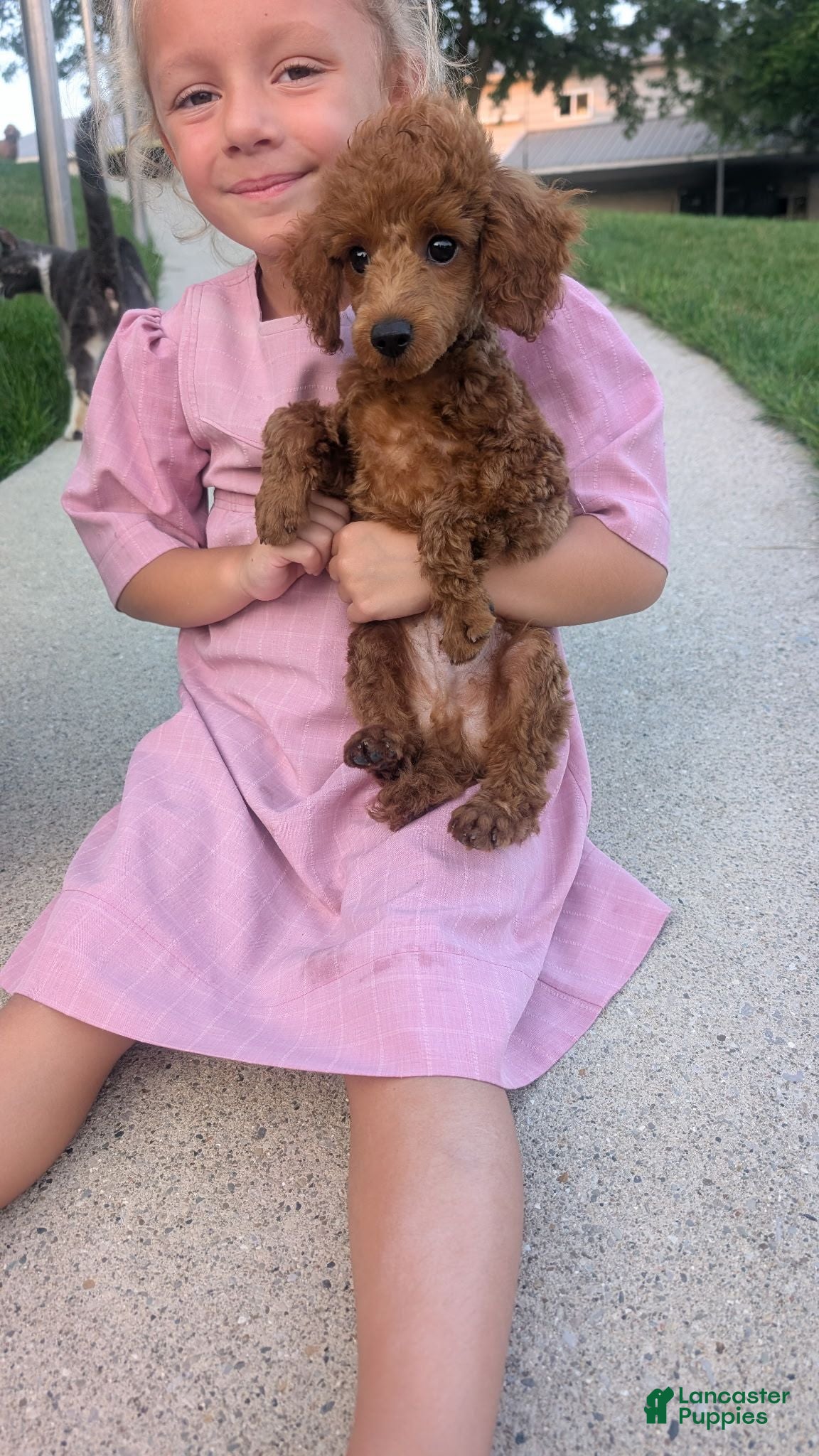 Toy Poodle dogs Toy Poodle 1 - Ad 1