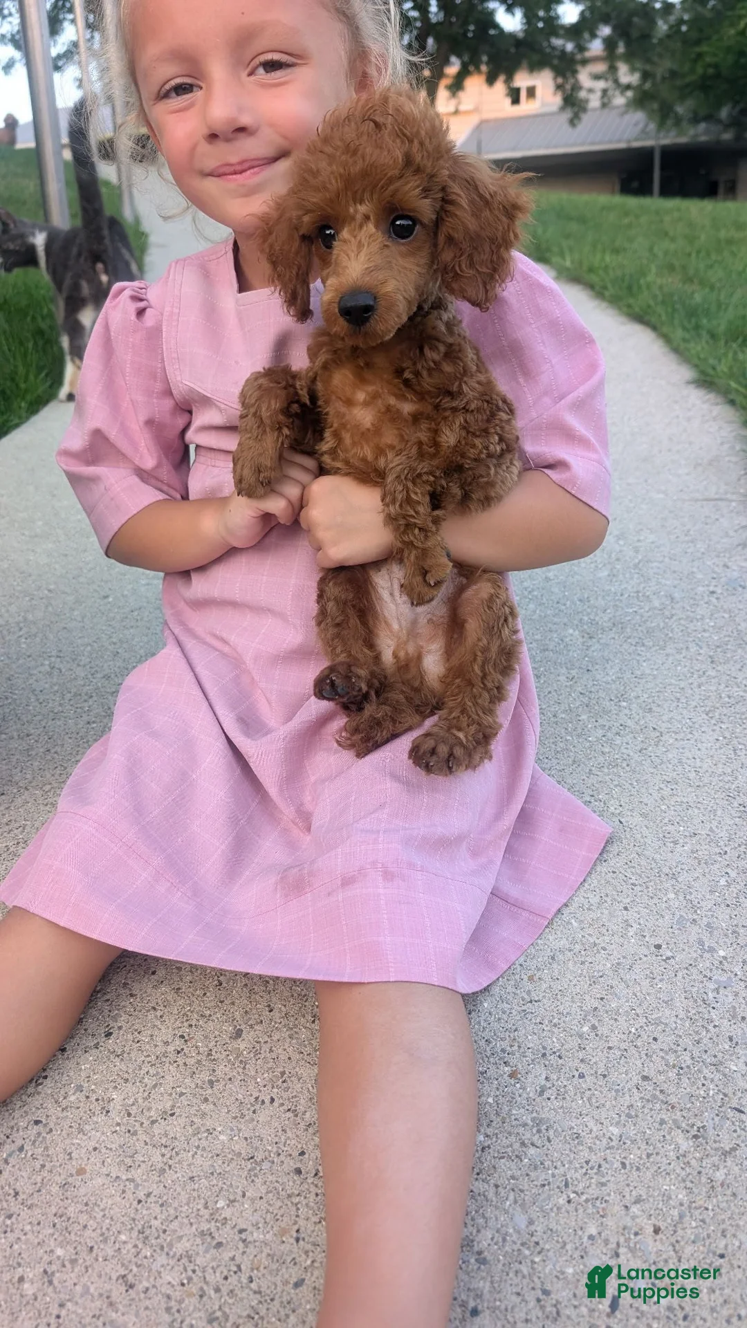 Toy Poodle dogs for sale: Toy Poodle 1 - Ad 1