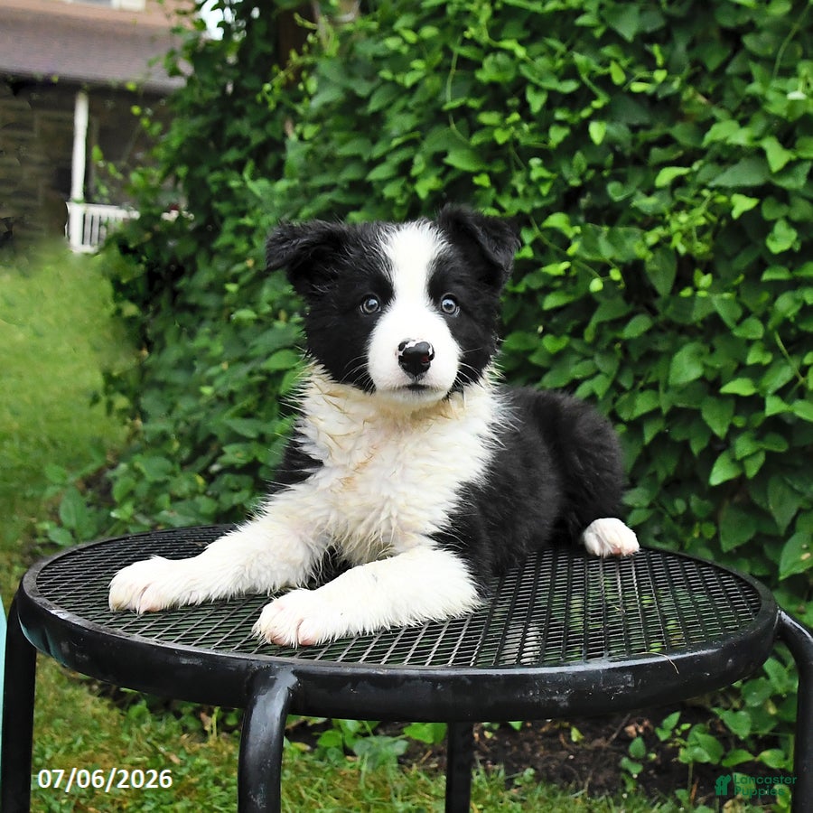 Border Collie dogs Daisy - Ad 1