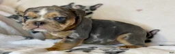 English Bulldog dogs for sale: Versace - Ad 68