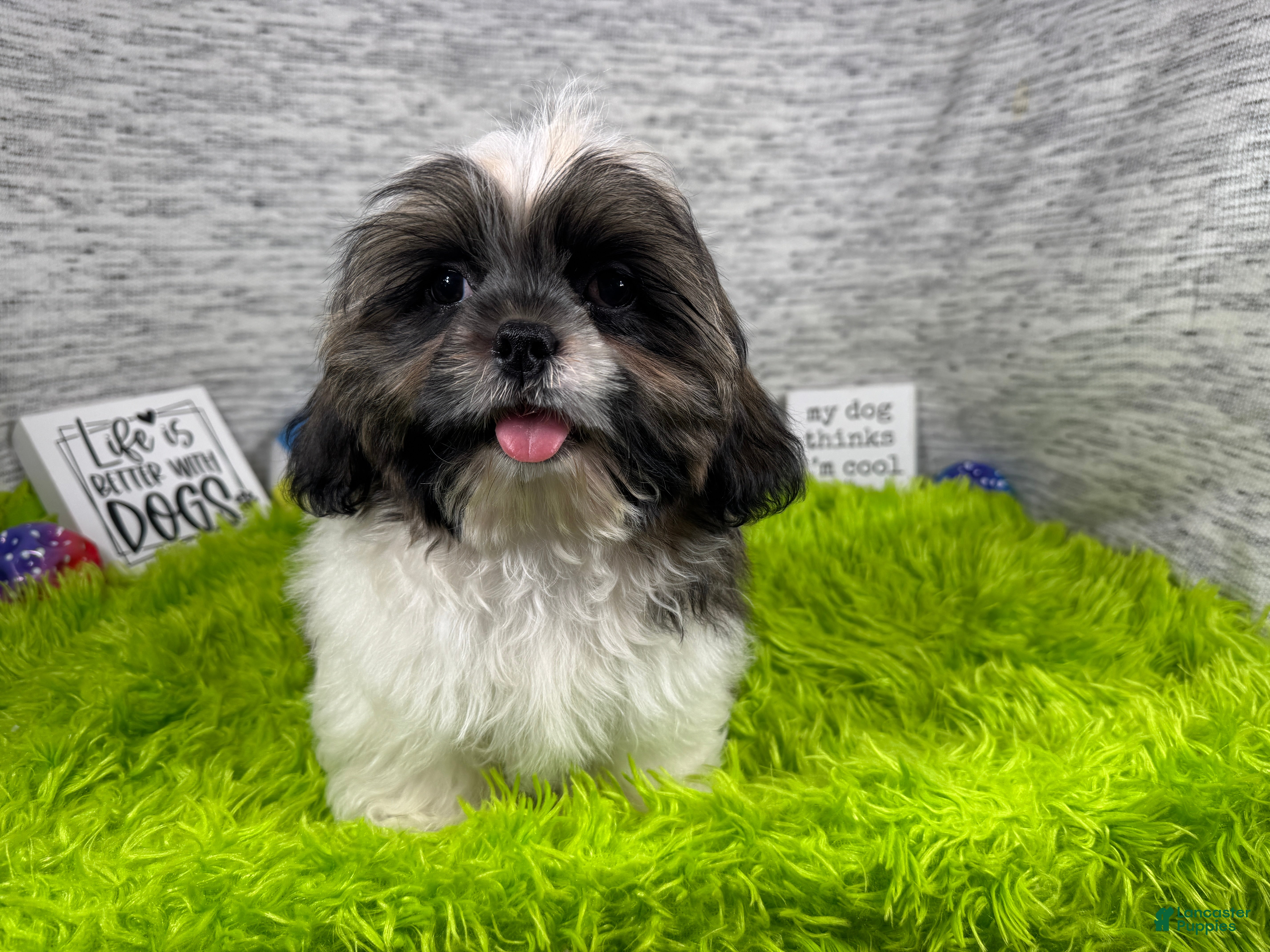 Shih Tzu dogs Shih Tzu 1 - Ad 13