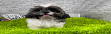 Shih Tzu 1