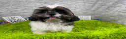 Shih Tzu dogs for sale: Shih Tzu 1 - Ad 1