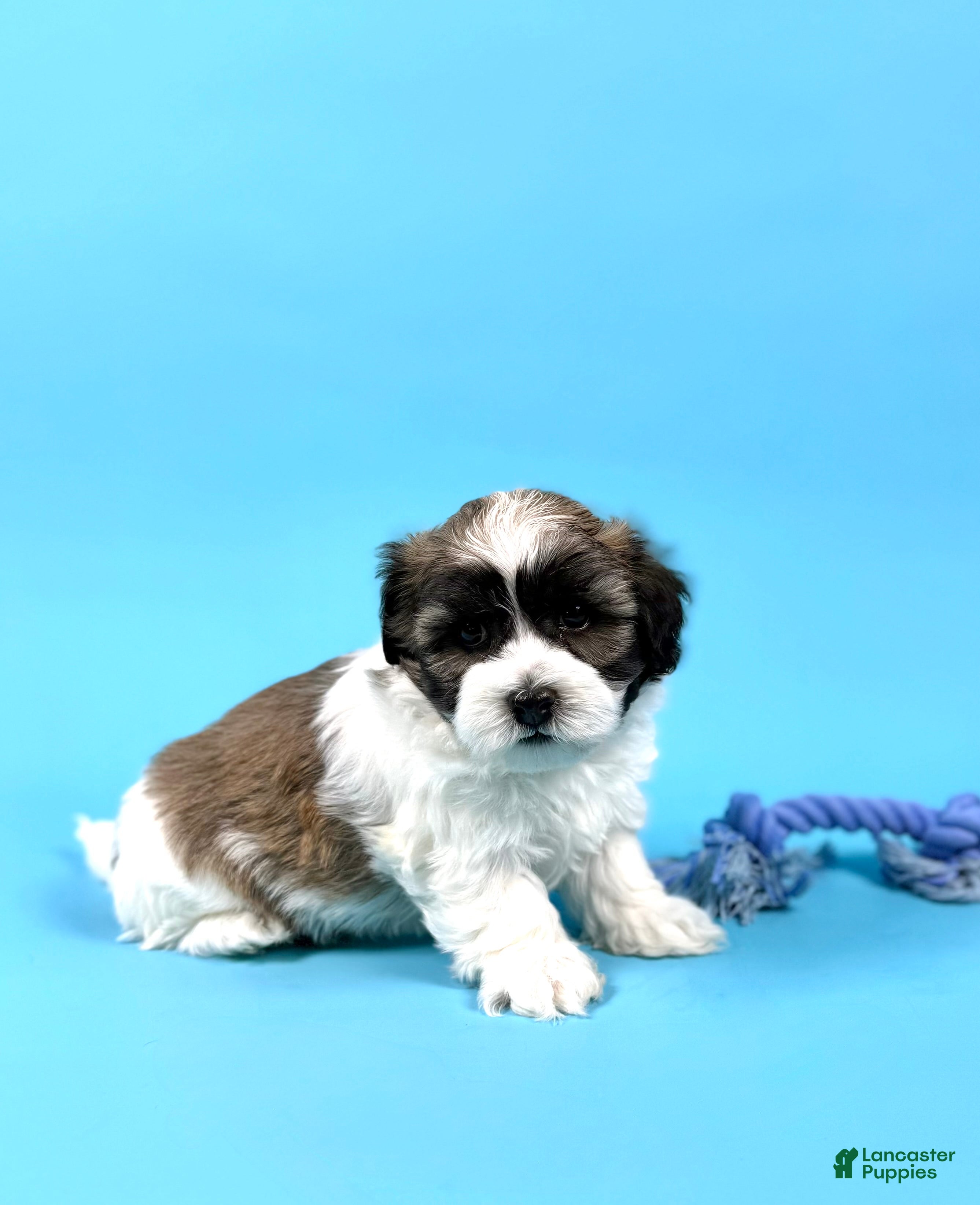 Havanese dogs WARREN - Ad 1