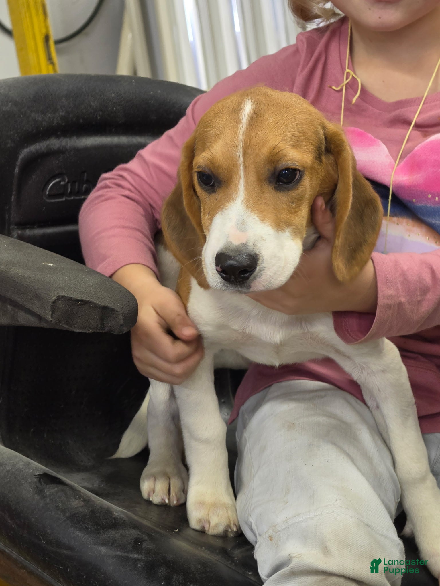 Beagle dogs for sale: Hunter  - Ad 38