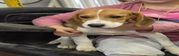Beagle dogs for sale: Hunter  - Ad 1