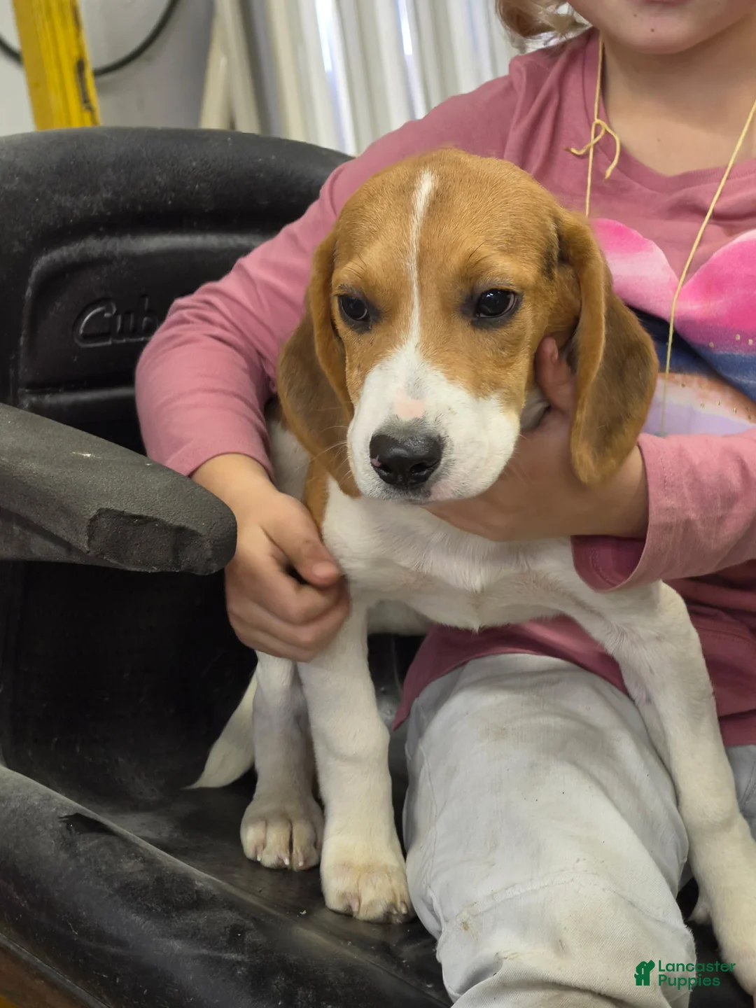 Beagle dogs for sale: Hunter  - Ad 1