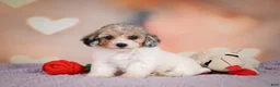 Maltipoo dogs for sale: Mabel - Ad 3