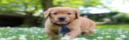 Golden Retriever dogs for sale: Vincent - Ad 7