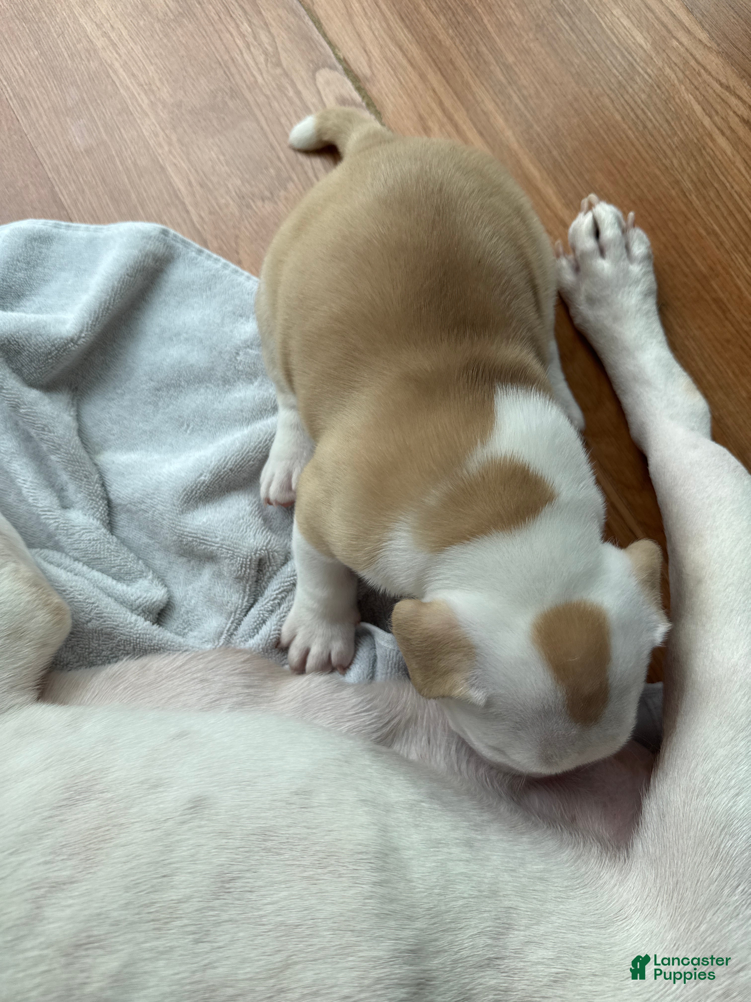 American Bully dogs American Bully 2 - Ad 1
