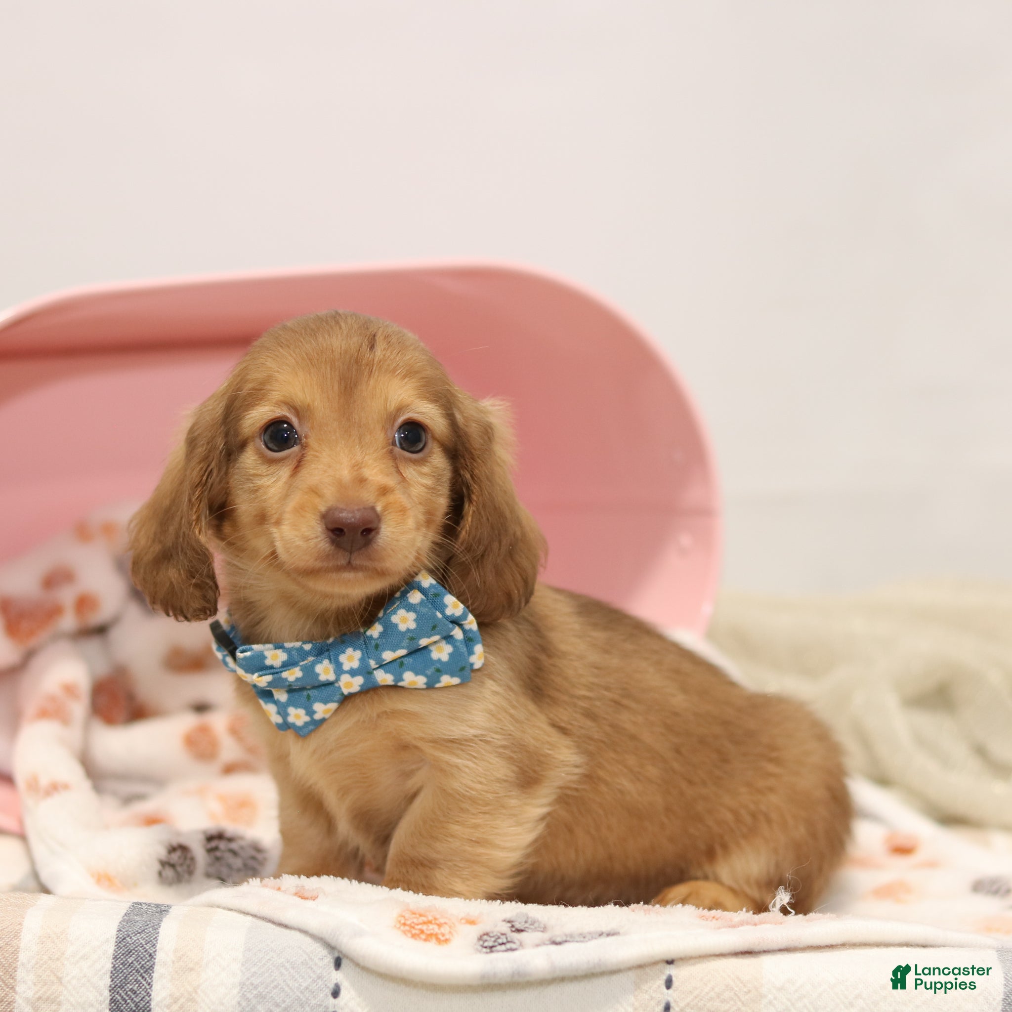 Miniature Dachshund dogs Gabby - Ad 1