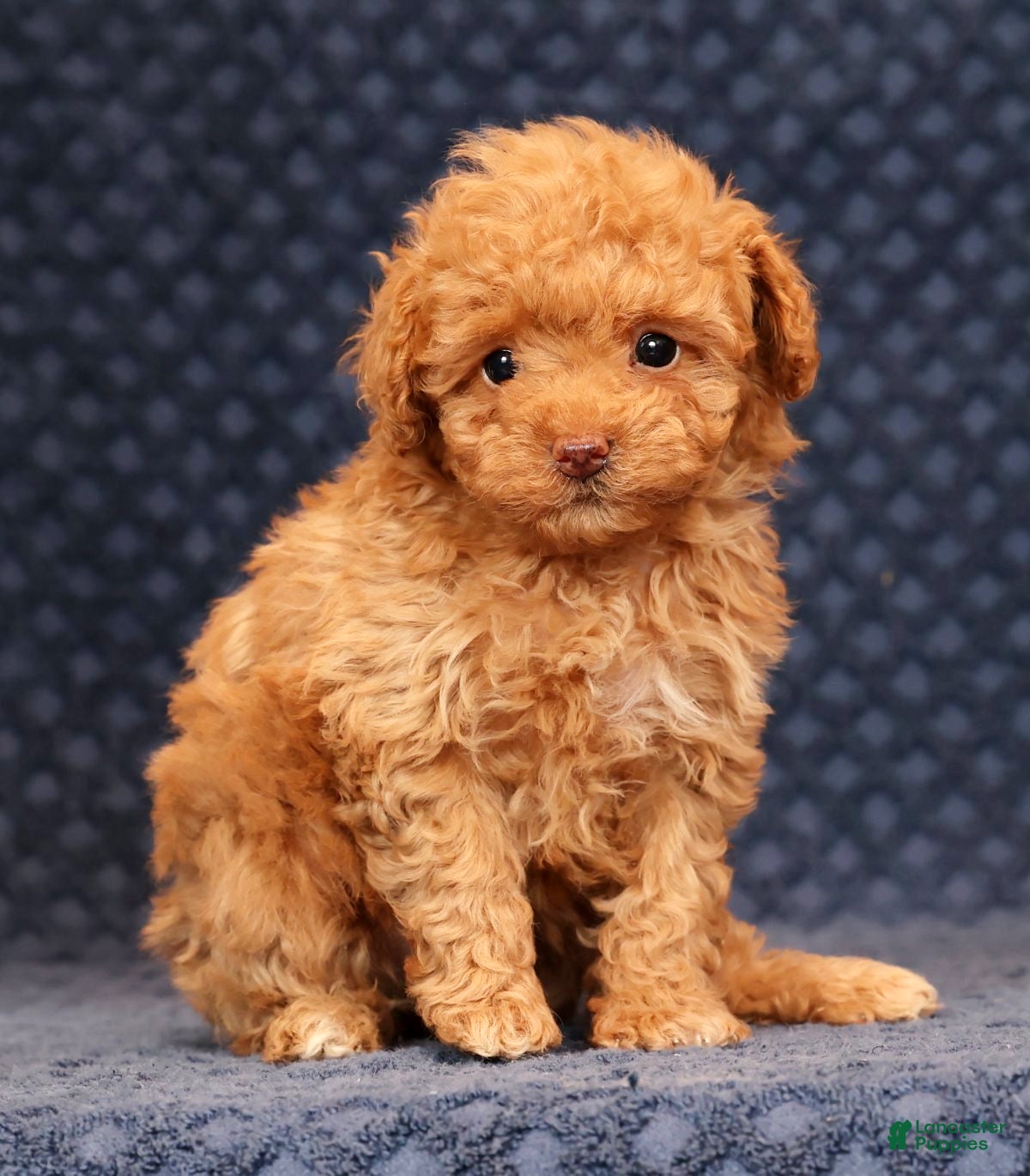 Miniature Poodle dogs Fern - Ad 2