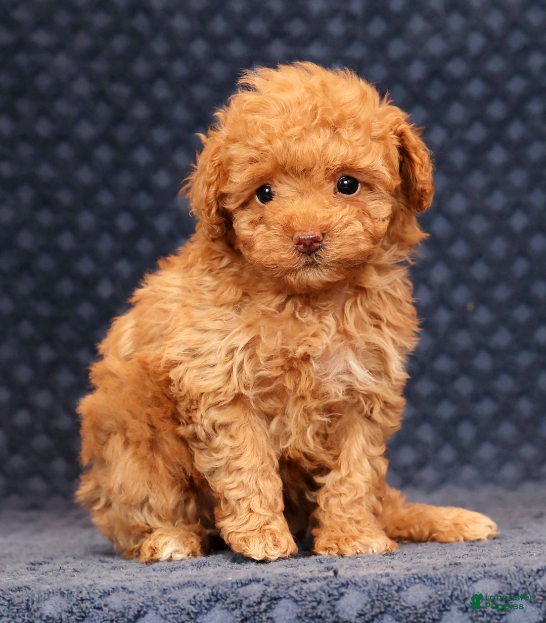 Miniature Poodle dogs for sale: Fern - Ad 2